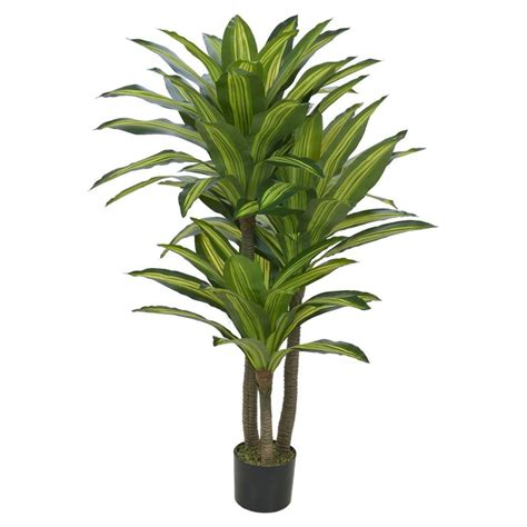 Planta Dracena Bonfim Flores