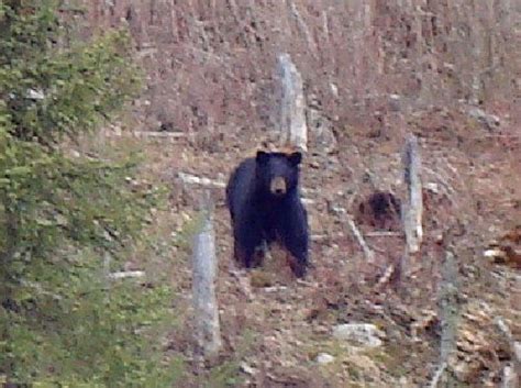 Ontario Wildlife Photos