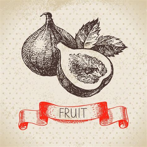 Hand Drawn Sketch Fruits Figs Stock Vector Image By Pimonova