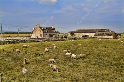 Scottish Sheep Farm Stock Image C0172907 Science Photo Library