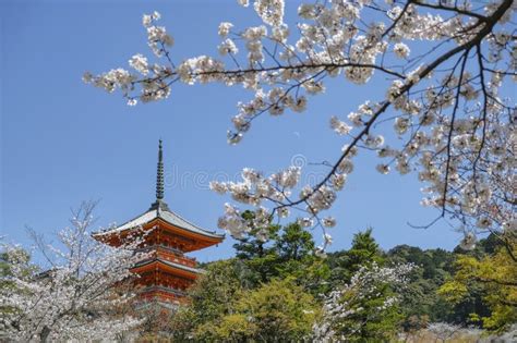 Cherry Blossom in Kyoto, Japan Stock Image - Image of horizontal ...