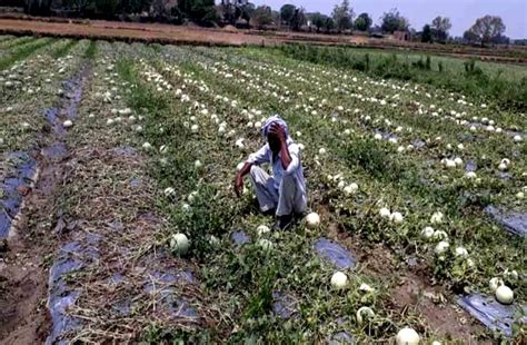 Crop Of Three Thousand Farmers Spoiled In Rain In Durg पिछली बारिश