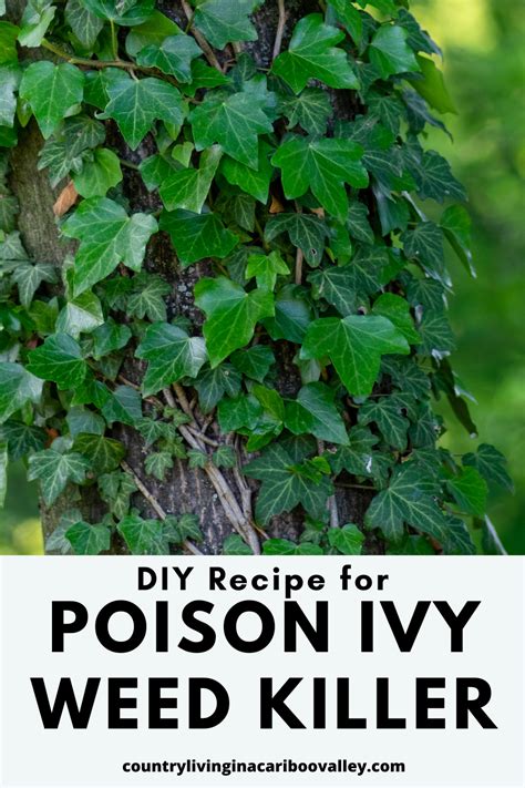 homemade poison ivy killer recipe  rid  poison ivy plants artofit