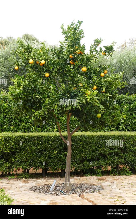 Arbol De Guayaba Fotograf As E Im Genes De Alta Resoluci N Alamy