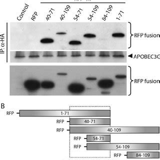 Peptide Inhibition Of Vif APOBEC3G Binding In A Homogenous FRET Assay