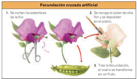 LA REPRODUCCIÓN Y LA HERENCIA BIOLOGÍA y GEOLOGÍA