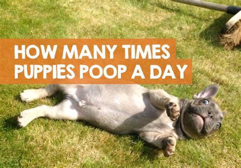 How Many Times a Day Should a Puppy Poop? (How Often is Normal)