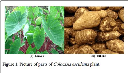 An Overview Of Traditionally Used Herb Colocasia Esculenta As A