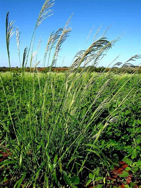 Embrapa Cerrados desenvolveram uma nova cultivação de capim andropogon