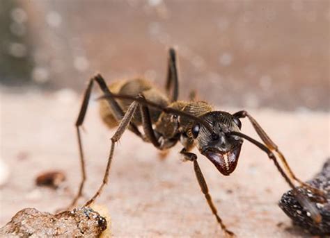 Carpenter Ants Identification