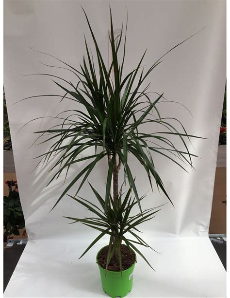 DRACENA MARGINATA V 17 H 95 CM