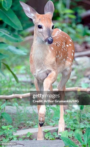 314 White Tailed Baby Deer Stock Photos, High-Res Pictures, and Images - Getty Images