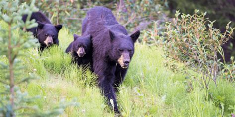 Njdep Fish Wildlife Black Bear Biology And Behavior