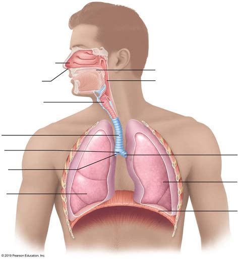 Complete The Diagram Of The Upper Respiratory Structures Upp