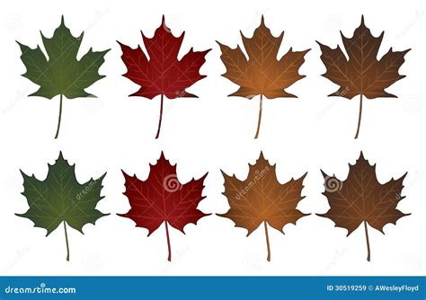 Sugar Maple Leaf Vs Red Maple Leaf