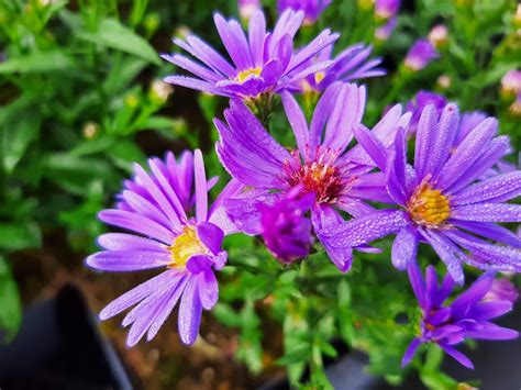 Aster Hybride Treffpunkt Kwekerij De Boever