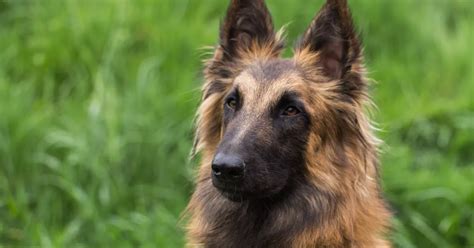 Belgian Tervuren Dog Breed Information And Characteristics