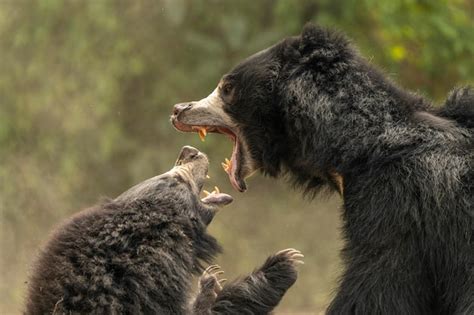 Premium Photo | A bear with its mouth open and its mouth open.