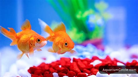 Fantail Goldfish: Care Guide, Lifespan, Tank Mates In Aquarium And More