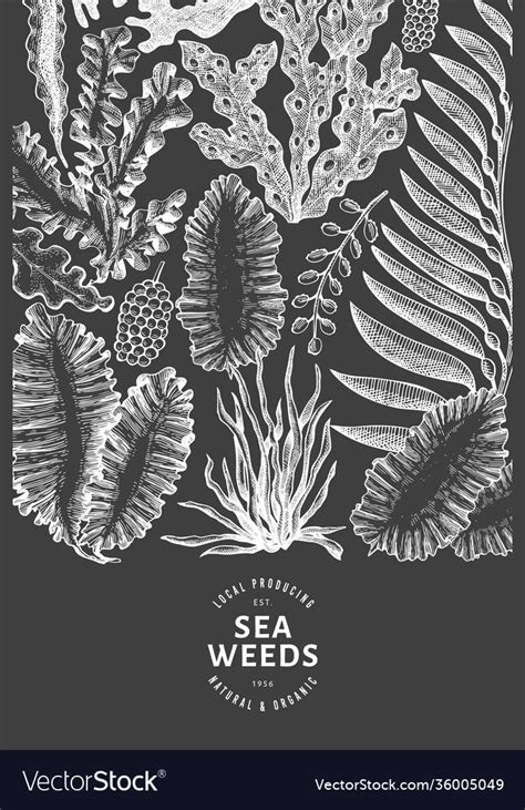 Seaweed Design Template Hand Drawn Seaweeds Vector Image