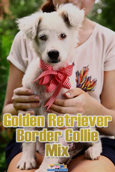 Golden Retriever Border Collie Mix: 2 Best Buyer's Guide Tips Here
