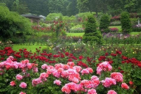 Portland's International Rose Test Garden in Washington Park displays ...