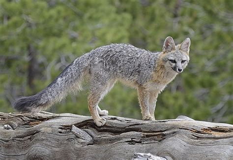 Can Foxes Climb Trees? Explore Their Climbing Abilities