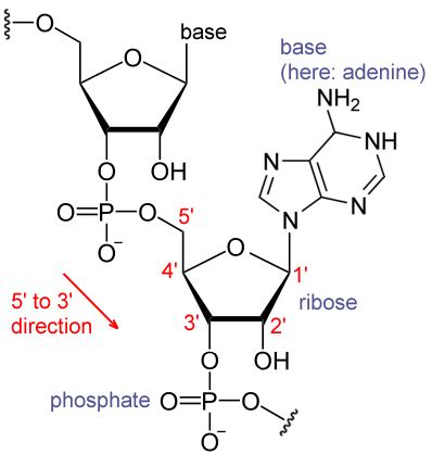 Difference Between DNA and RNA Nucleotides | Definition ...