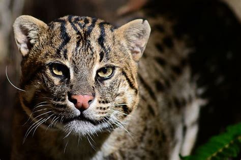 Frank B Baiamonte October 2013 Wild Cats Catfish Felidae