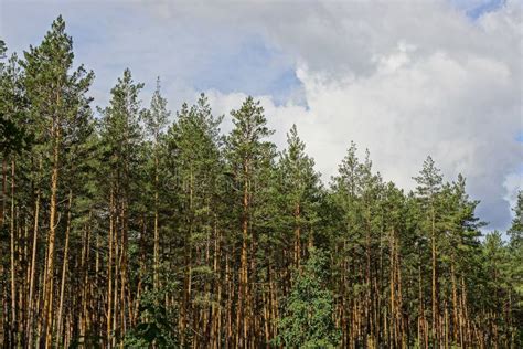 Pine Tall Trees in the Forest Against the Sky Stock Image - Image of ...