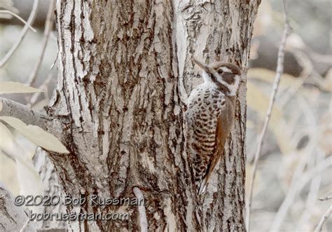 Arizona Woodpecker In Madera Canyon Arizona Bob Russman