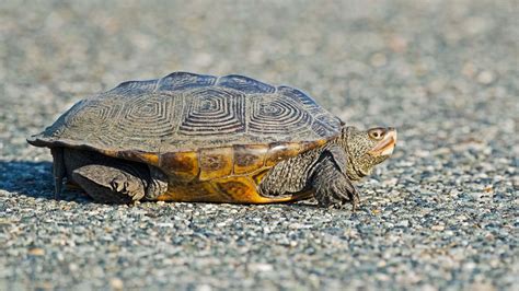 Download Terrapin Crossing Gravel Road Wallpaper