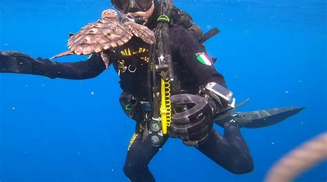 Ventotene Rilasciate In Mare 12 Piccole Tartarughe Caretta Caretta