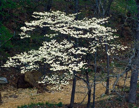 Dogwoods Redbuds Could Bloom Early This Year Missouri Department Of