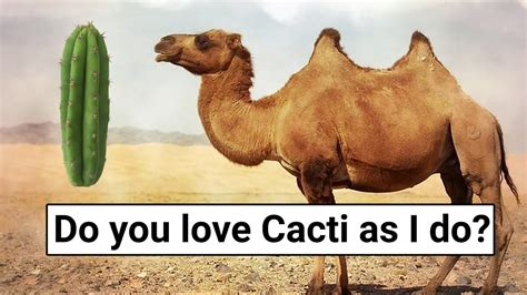 What Do Dromedary Camels Eat