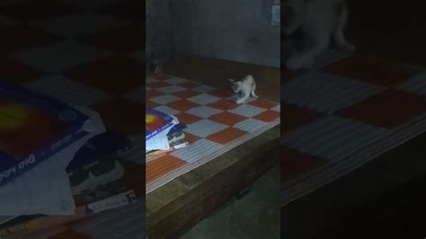 Cute Pussy Play With Pen YouTube