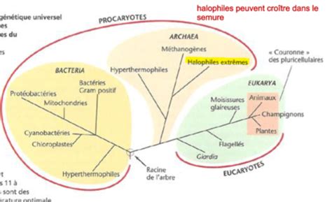 Introduction à la parasitologie Cartes Quizlet