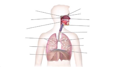 Respiration And Gas Exchange Diagram Quizlet