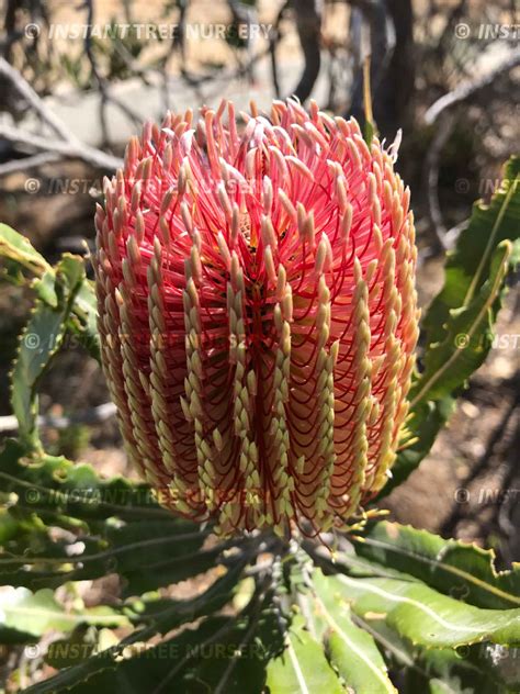 Firewood Banksia Banksia Menziesii