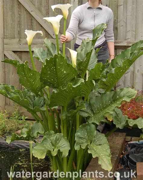 Zantedeschia White Giant Giant Calla Lily Loves Water Edge Of