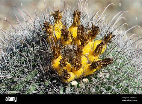 Cactus At Arizona Sonora Desert Museum In Tucson Stock Photo Alamy