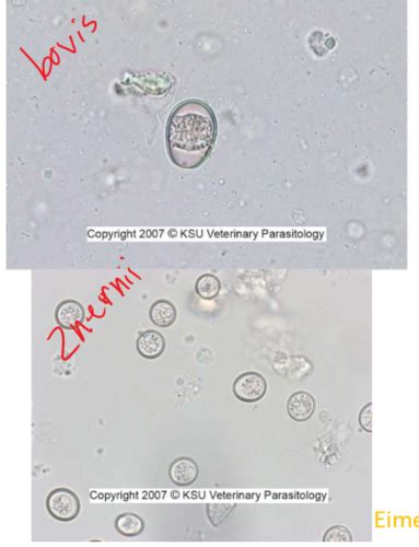 Parasitology Exam Flashcards Quizlet