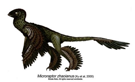 Microraptor Zhaoianus By Sputatrix On Deviantart