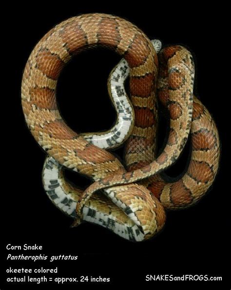 Eastern Corn Snake Page