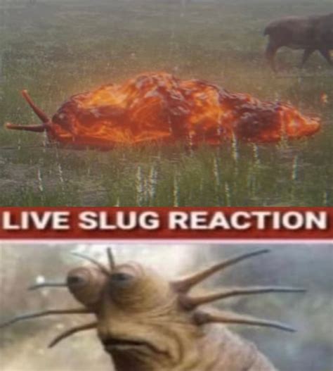 Live Slug Reaction Se Ifunny