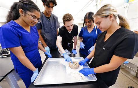 High School Interns Sharpen Anatomy Skills At GCU S Cadaver Lab GCU News