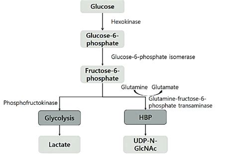 Figure Schematic Of Glycolysis And The Hbp Hbp Hexosamine