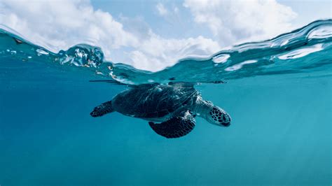 The hidden world beneath the waves