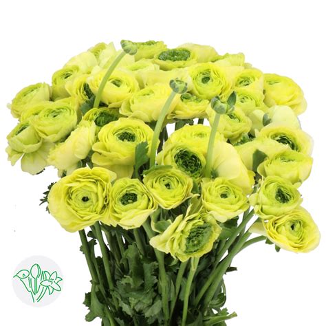 Ranunculus Cloni Lemon Iandf Design