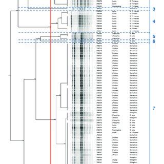 Dendrogram Of Pfge Profiles Of Salmonella Strains The Analyzed